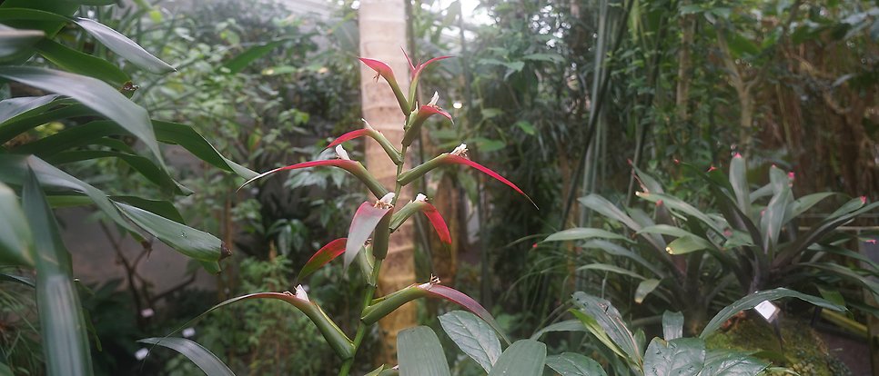 Tropiska växter i ett växthus.
