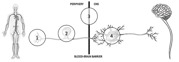 kliniska smärtforskning (En schematisk översikt över lokaler av intresse för undersökningen av neuroimmun interaktion)