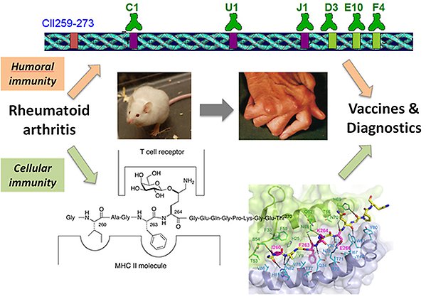 Overview of the process of developing vaccines and diagnostics for rematoid arthritis.