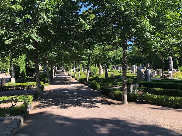 Gamla Kyrkogården, gravstenar och träd