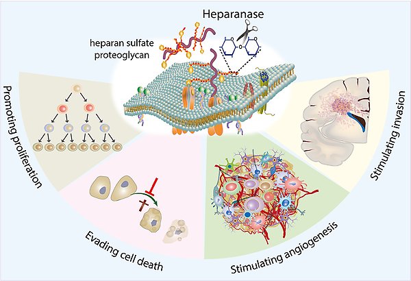 Teckningar av heparanas-enzymet som bryter ner heparansulfatproteoglykaner, celler som delar sig och undviker celldöd, celler som bildar blodkärl samt en hjärna där tumörceller invaderar