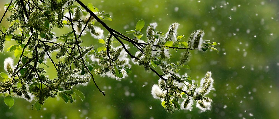 pollen in a tree