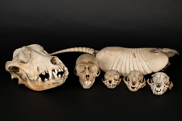 collection of animal bones.