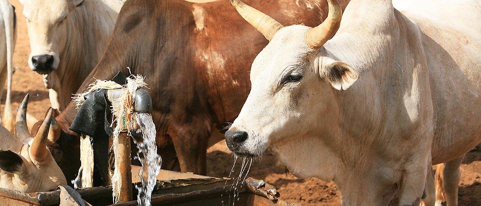 Vit ko med långa horn och andra kor dricker ur en ho med vattenkran.