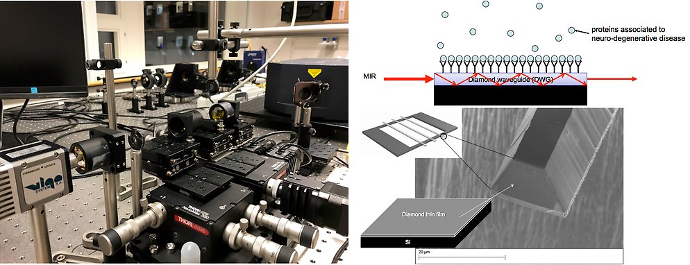 (vänster) Foto som visar biosensoruppställningen, bestående av en kvantkaskadlaser, IR-optik och IR-detektorer (uppe till höger) Schematisk bild som visar hur ett specifikt protein från en komplex blandning kan fångas upp på diamantvågledarens yta. (längst ned till höger) Svepelektronmikroskopbild av en diamantvågledares ändyta som har klyvts genom fokuserad jonstråleetsning.
