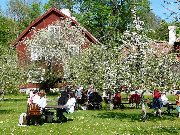 Klonarkivet på Linnés Hammarby med besökare som fikar under blommande äppelträd.