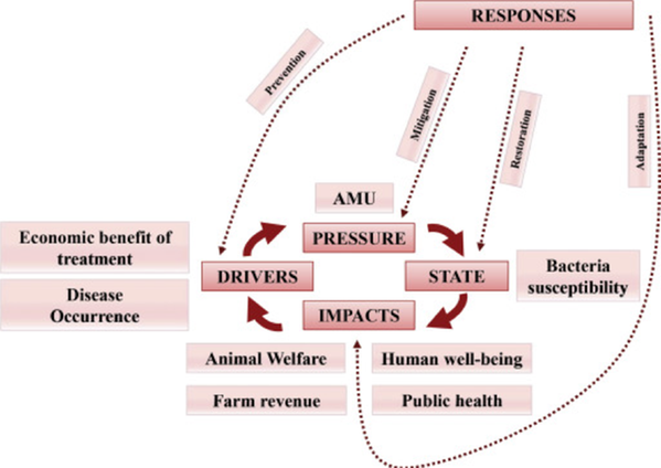 diagram for drivers and responses in AMR