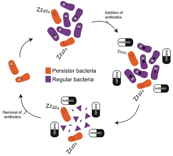 How persister bacteria and regular bacteria react to antibiotic treatment