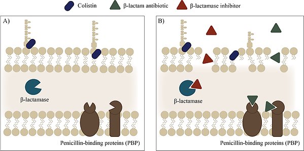 Mechanism of synergy with colistin and a β-lactam-β-lactamase inhibitor combination. A) Colistin interacts with LPS and disrupts the membrane. B) Membrane disruption increases membrane permeability, thereby allowing entry of the β-lactam antibiotic and β-lactamase inhibitor.