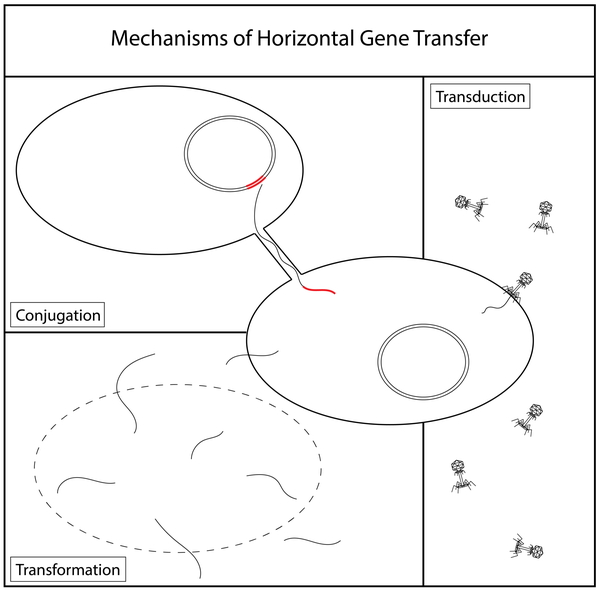 mechanisms of horizontal gene transfer