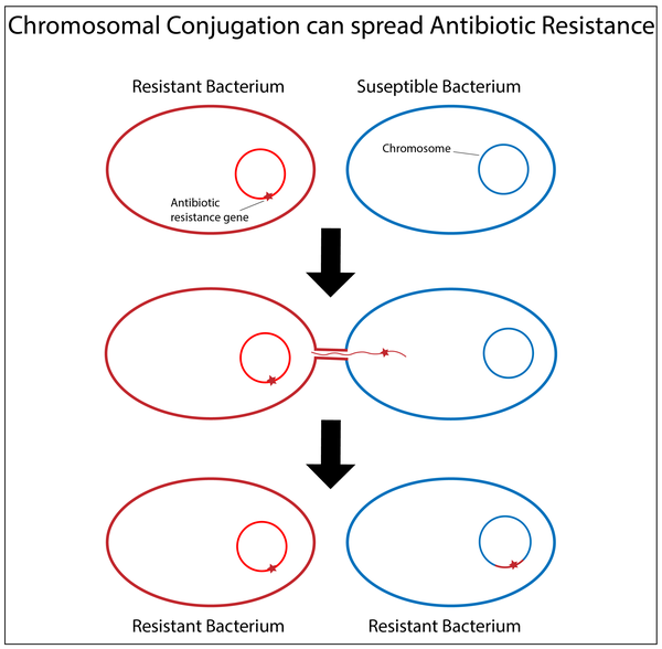 how Chromosomal Conjugation can spread Antibiotic Resistance