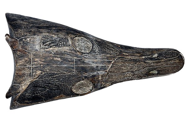 Kranium av Tertrema, en temnospondyl