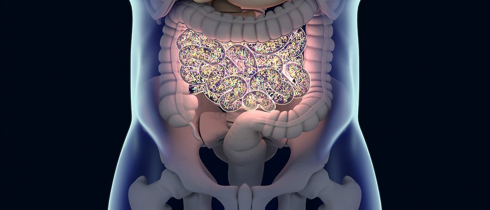 Illustration av bukhåla med färglagd tarm med tarmbakterier