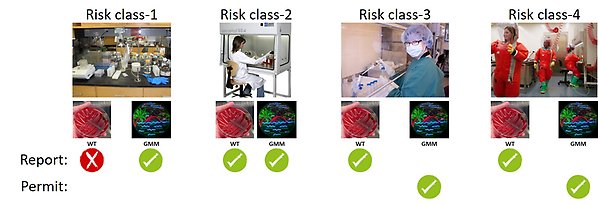 Overview of which type of work requires reporting or a permit from Arbetsmiljöverket. For wild type work with risk class 2-4 must be reported. For work with genetically modified microorganisms, risk class 1-2 must be reported, whereas risk class 3-4 must require a permit.