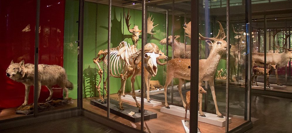 Uppstoppade djur på Evolutionsmuseet