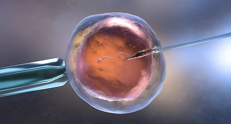 sperma injiceras i ett ägg 