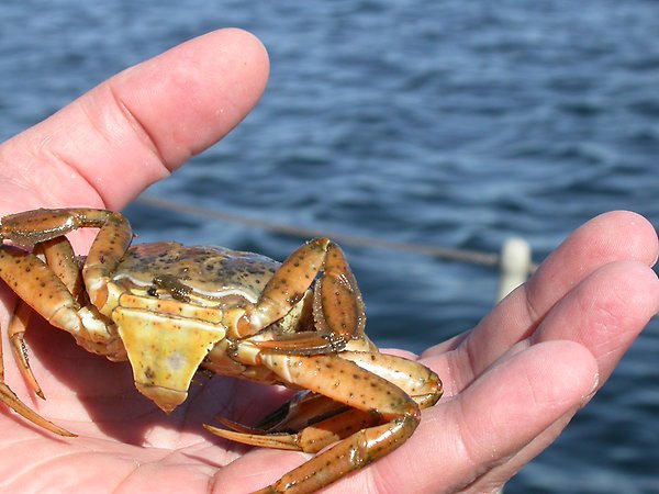 Hand som håller i en krabba