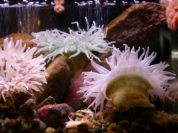 Bild på anemoner.
