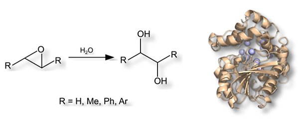 Reaktionsschema för hydrolys av epoxid. Kristallstruktur för epoxidhydrolas.