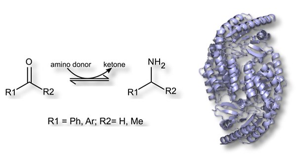 Reaktionsschema för överföring av en aminogrupp
till en keton. Kristallstruktur av aminotransferas.