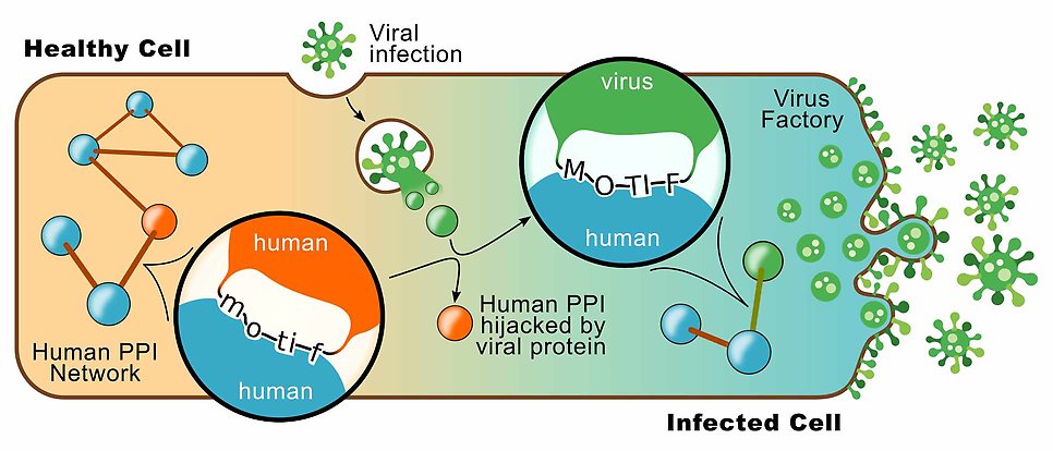 Illustration of a cell that has a healthy part and a sick part. In the healthy part, there is a network of protein-protein interactions between different human proteins. In the diseased part, which has been infected by a virus, the network of human protein-protein interactions is destroyed because certain network proteins bind to viral proteins instead. This causes the cell to start producing virus particles that are released from the cell.